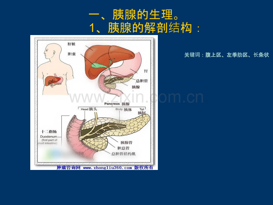 重症急性胰腺炎ppt课件.pptx_第2页