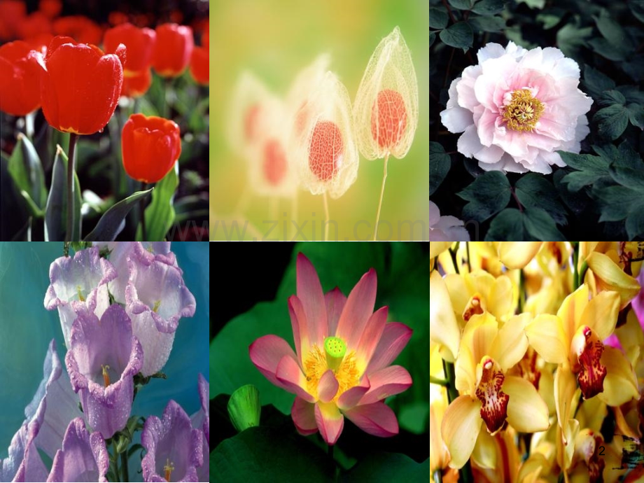 初中生物八年级下册《植物的生殖》PPT课件.ppt_第2页
