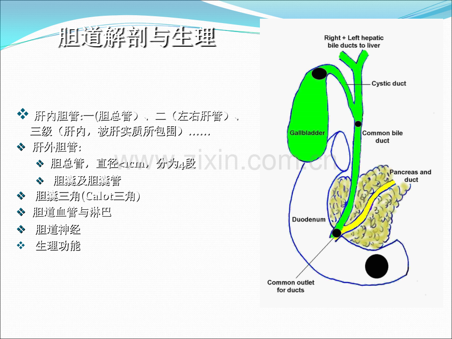 胆石症的诊断和治疗ppt课件.ppt_第2页