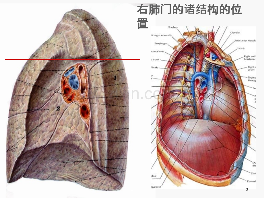 肺门和肺段断层解剖及CT(2015).ppt_第2页