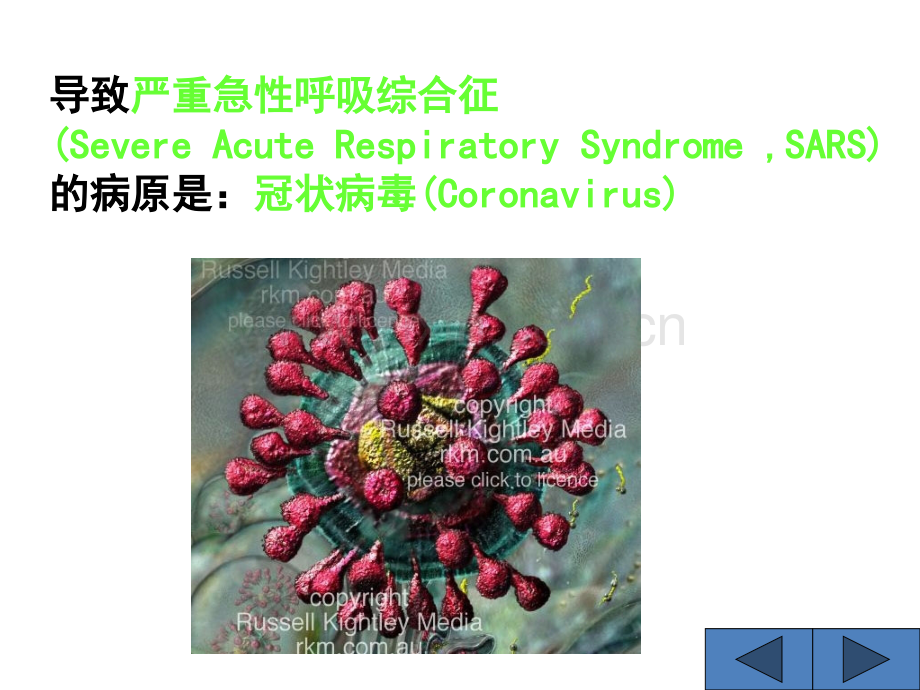 Sars病毒的认知介绍ppt课件.ppt_第2页