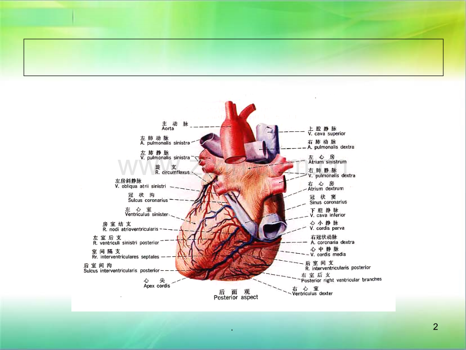 肺静脉影像.ppt_第2页