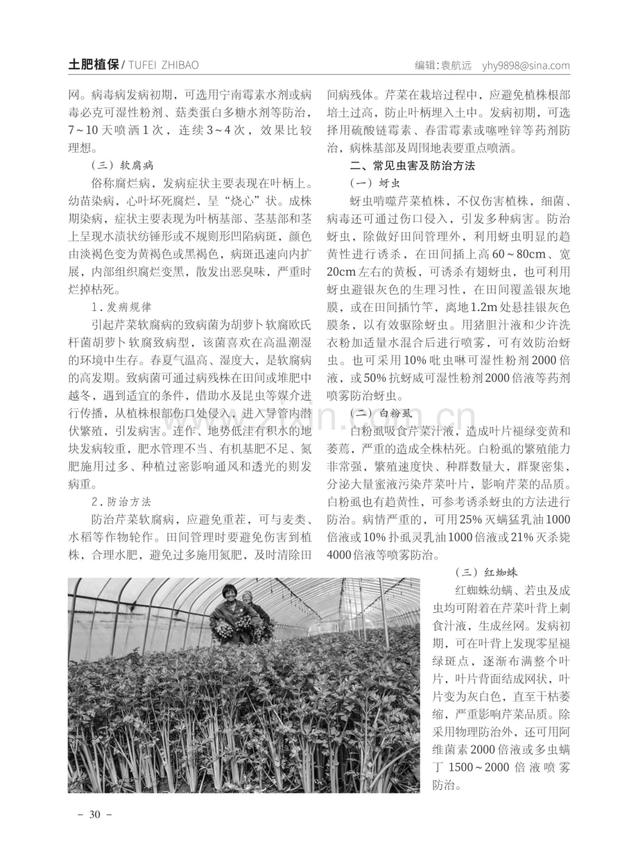 芹菜常见病虫害防治技术.pdf_第2页