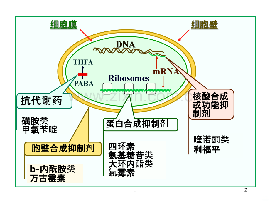 由微生物生物合成的PPT课件.ppt_第2页