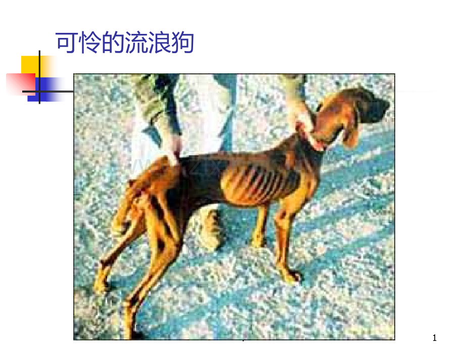 动物福利与畜牧生产PPT课件.ppt_第1页