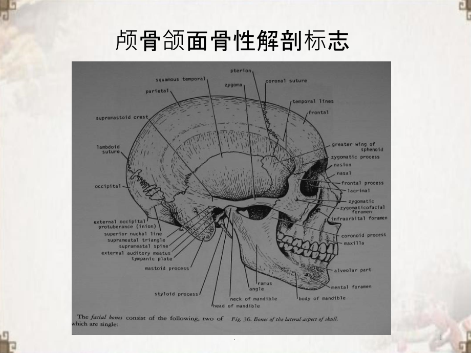 针刀头顶部的切割解剖定位思路.pptx_第1页