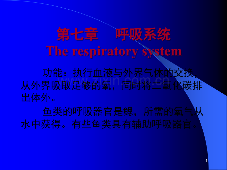 07鱼类的呼吸系统.ppt_第1页