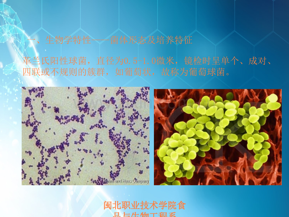 微生物-金黄色葡萄球菌.ppt_第1页