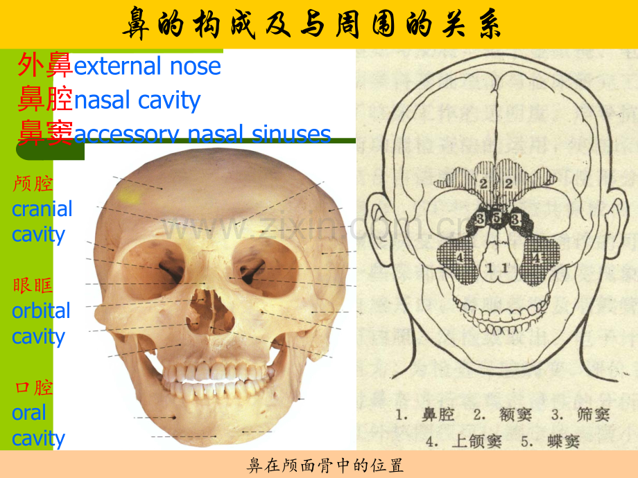 鼻的解剖与生理.ppt_第2页