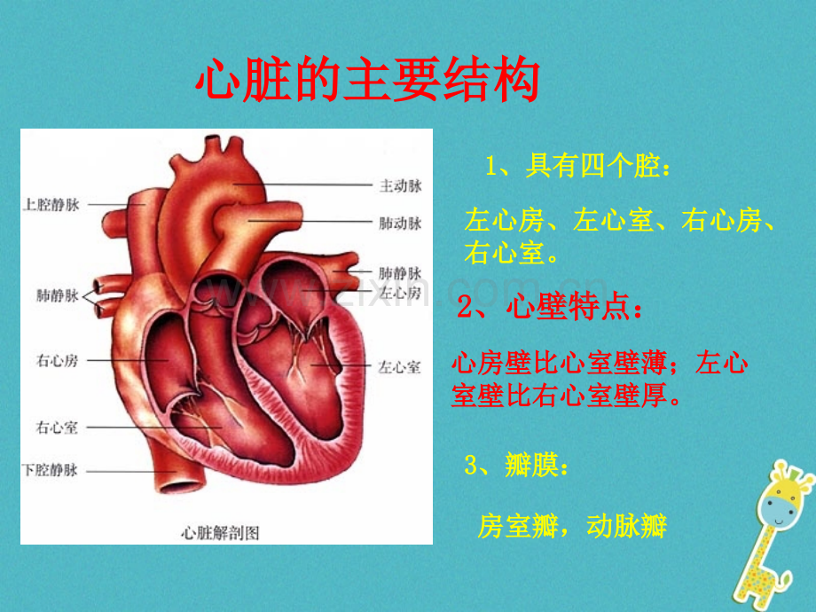 吉林省长春市七级生物下册输送血液的泵心脏新人教版PPT课件.pptx_第3页
