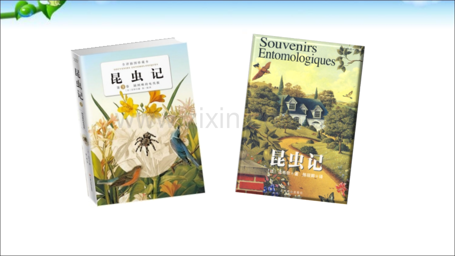 《昆虫记》].ppt_第2页
