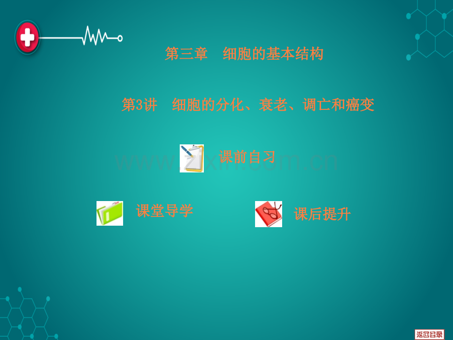 第六章--细胞的生命历程--第3讲--细胞的分化、衰老、调亡和癌变ppt课件.ppt_第2页