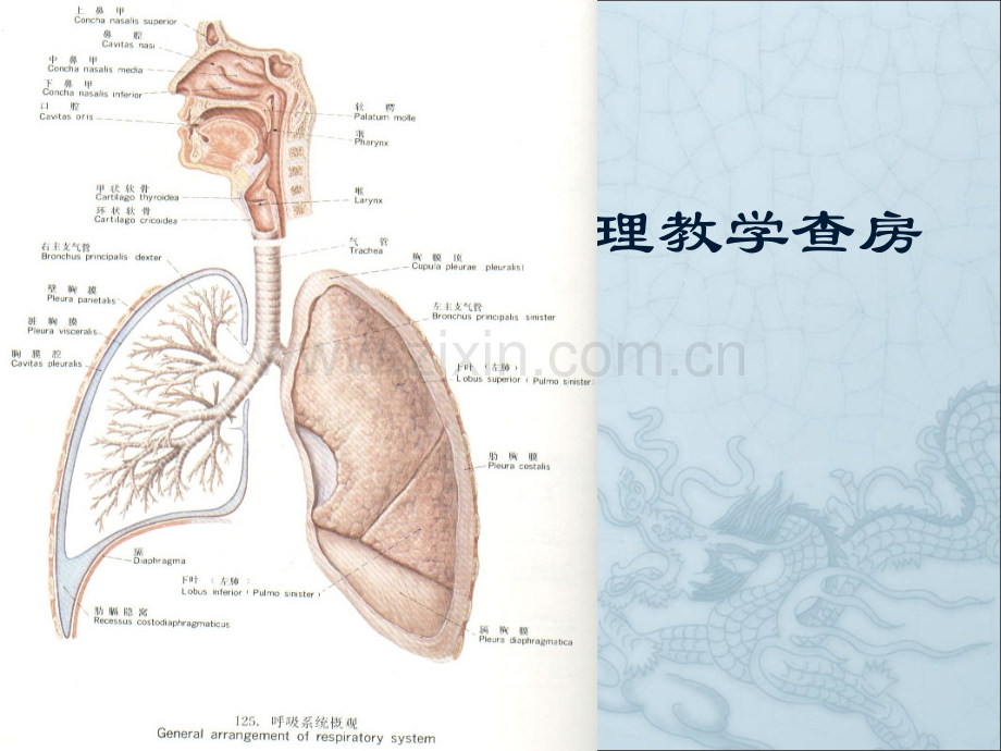 支气管肺炎护理查房.ppt_第1页
