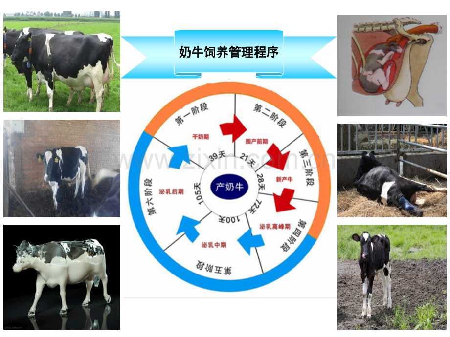 犊牛的饲养管理.ppt_第2页