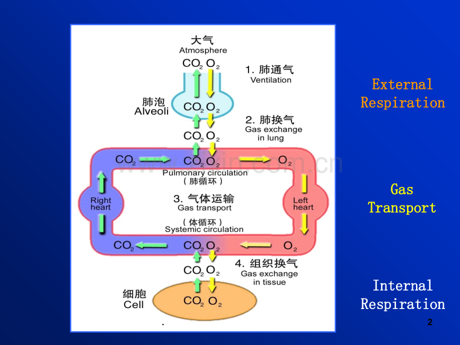 肺功能不全课件PPT课件.ppt_第2页