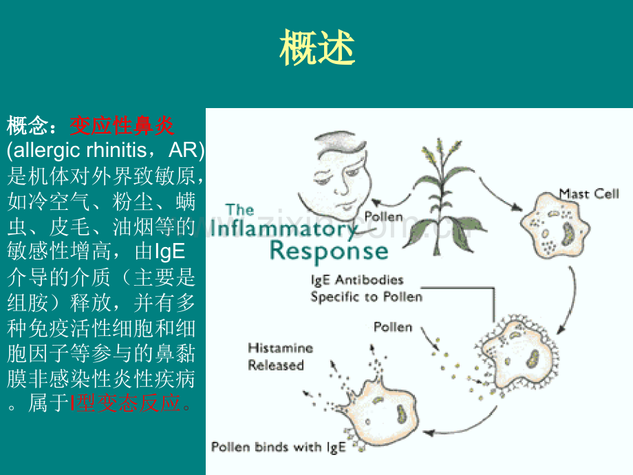 变应性鼻炎实验动物模型ppt课件.ppt_第2页