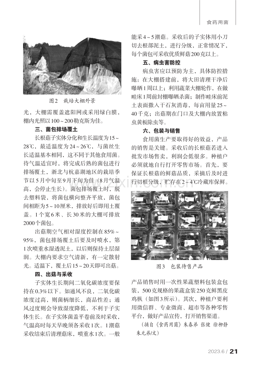 长根菇大田覆土栽培技术.pdf_第2页