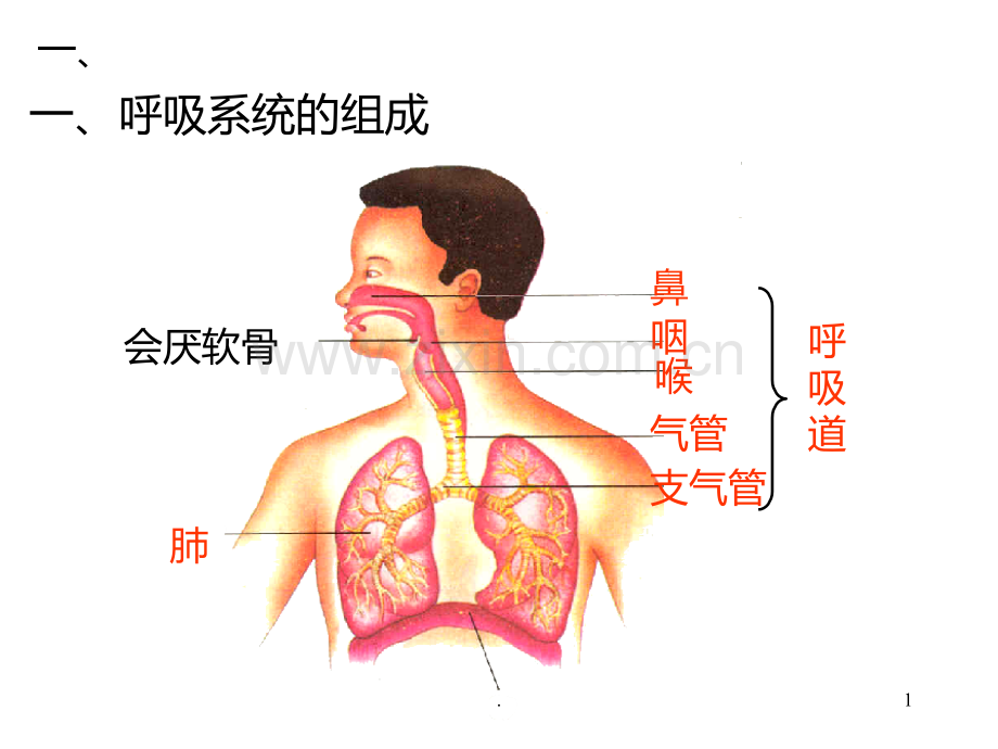 第二节发生在肺内的气体交换.ppt_第1页