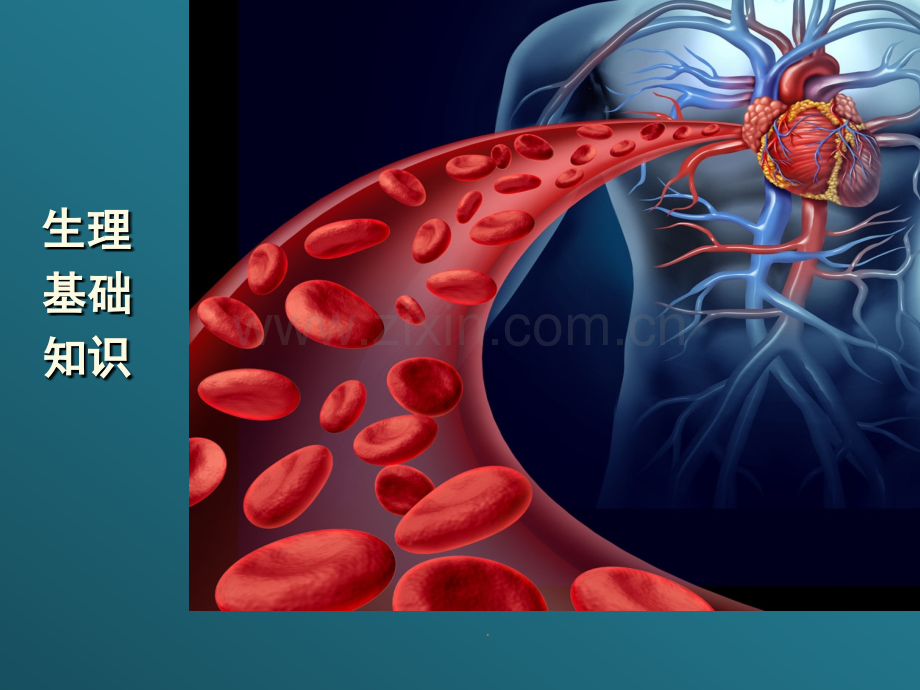 心血管系统基础知识.pptx_第2页