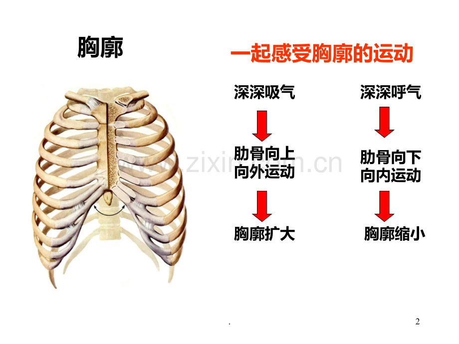 二发生在肺内的气体交换PPT课件.ppt_第2页
