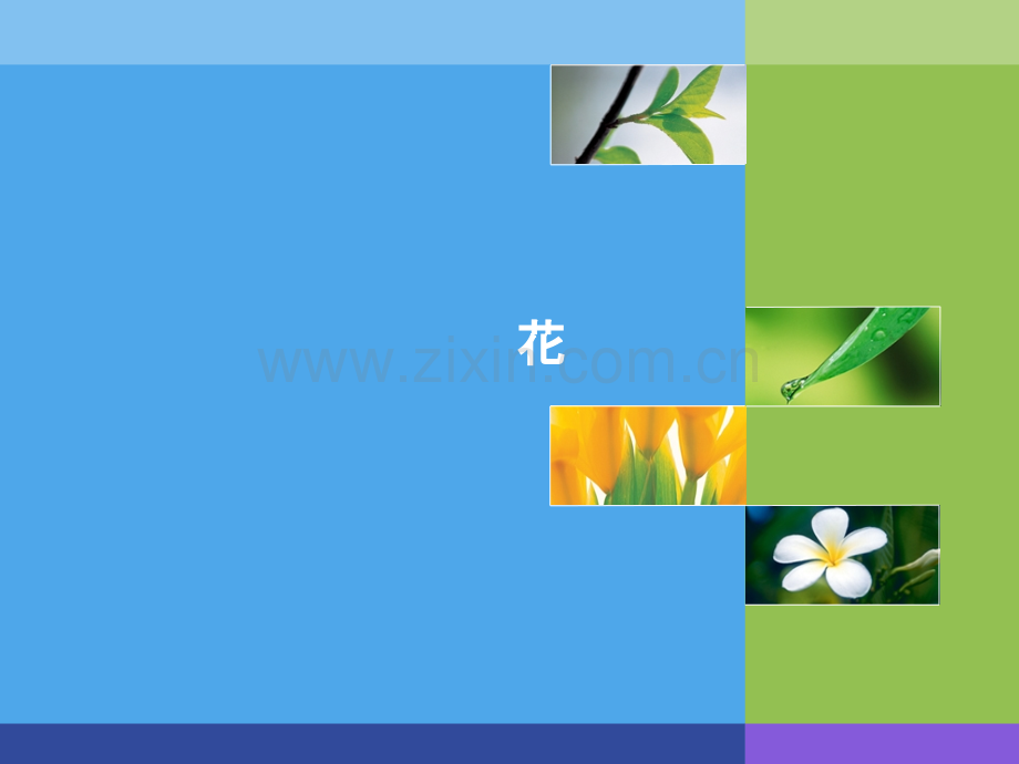 第二章药用植物学-器官-花PPT课件.ppt_第1页