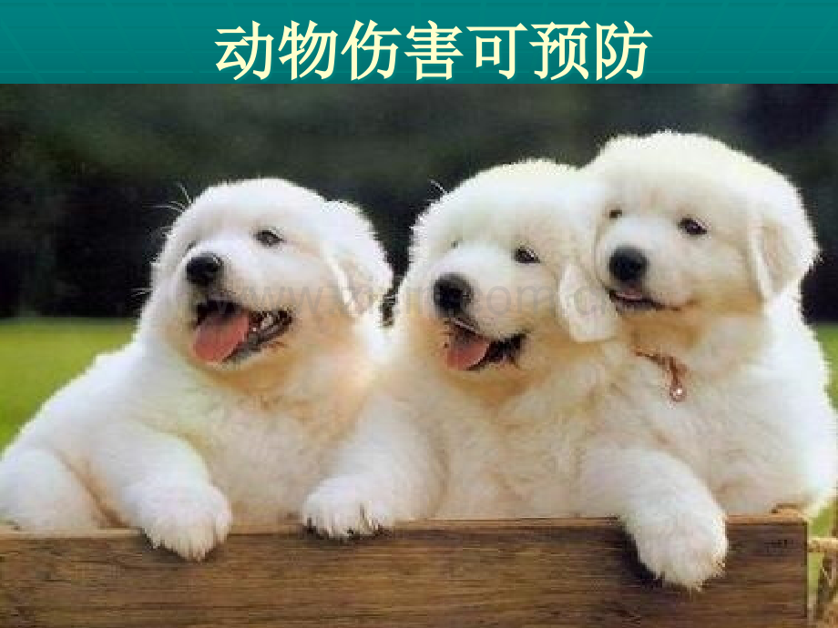动物伤害可预防.ppt_第1页