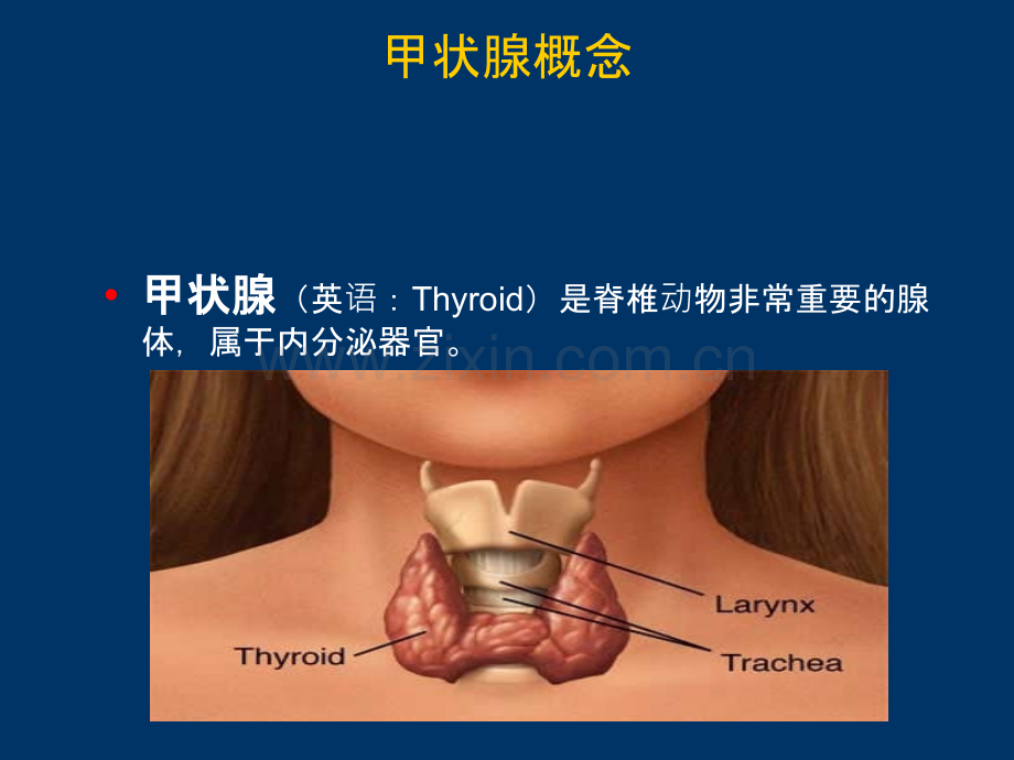 甲状腺围手术期护理ppt课件.pptx_第2页