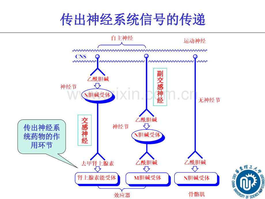 理学肾上腺素能药物.pptx_第2页
