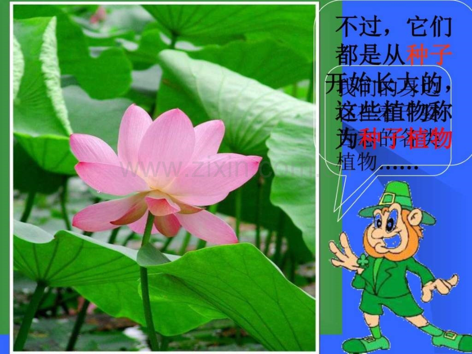 初一生物种子植物.pptx_第2页