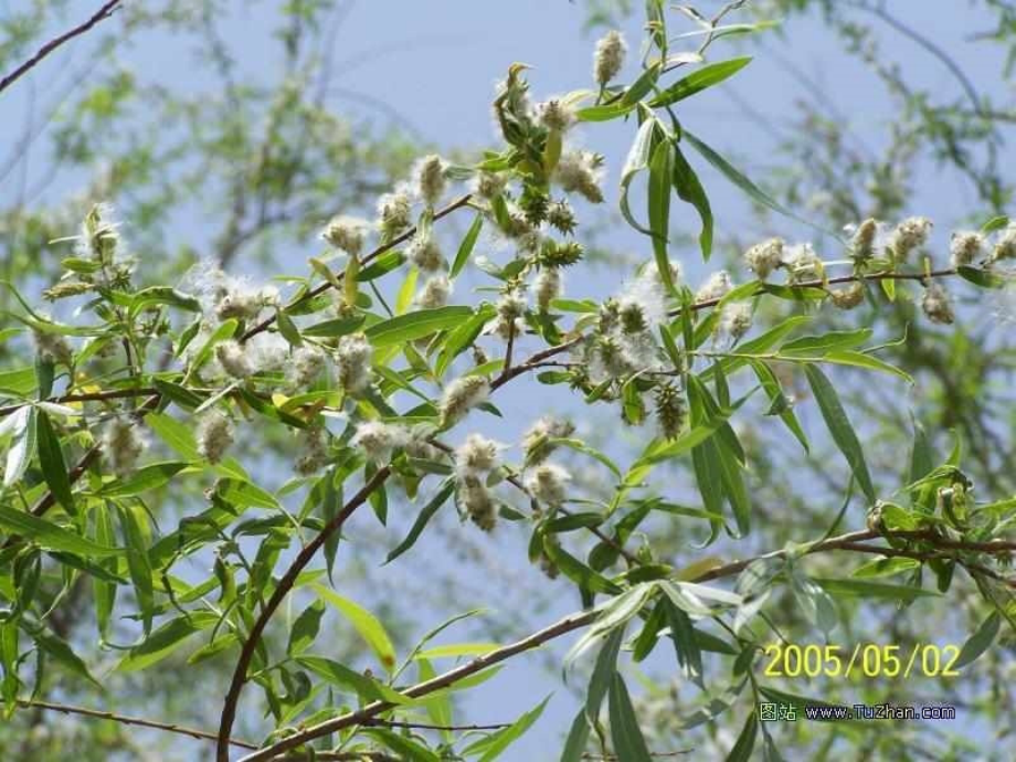 水龙吟苏轼与章楶对比.pptx_第2页