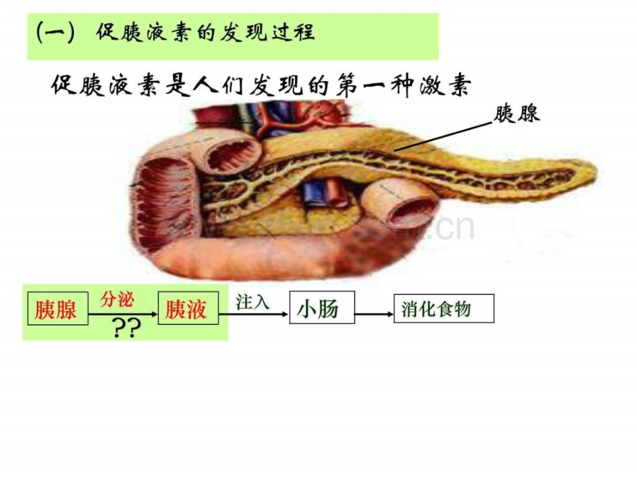 通过激素调节第一轮复习最终图文.pptx_第2页