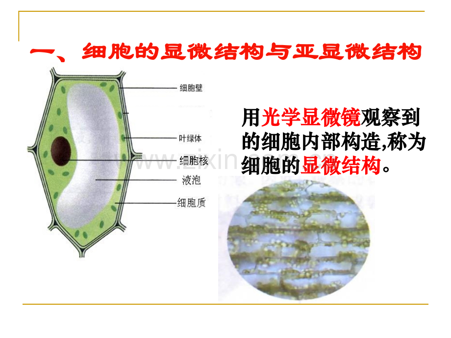 细胞器系统内的分工合作汇报课.pptx_第1页