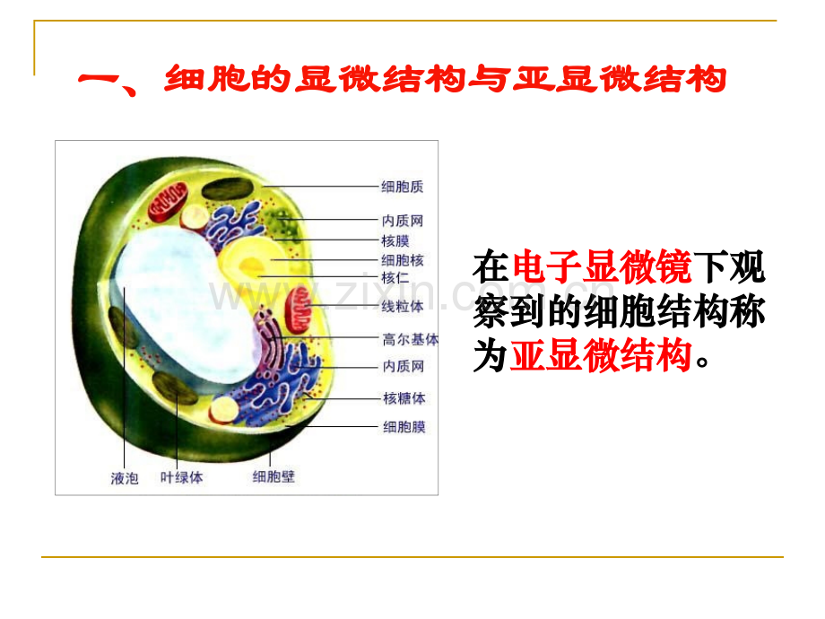 细胞器系统内的分工合作汇报课.pptx_第2页