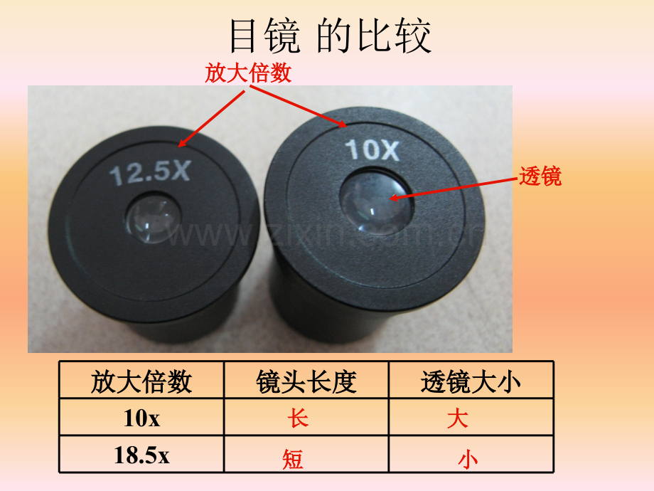 显微镜使用的规律.pptx_第2页