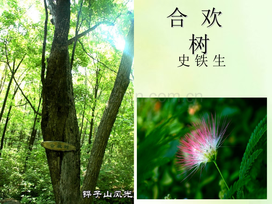 合欢树史铁生.pptx_第1页