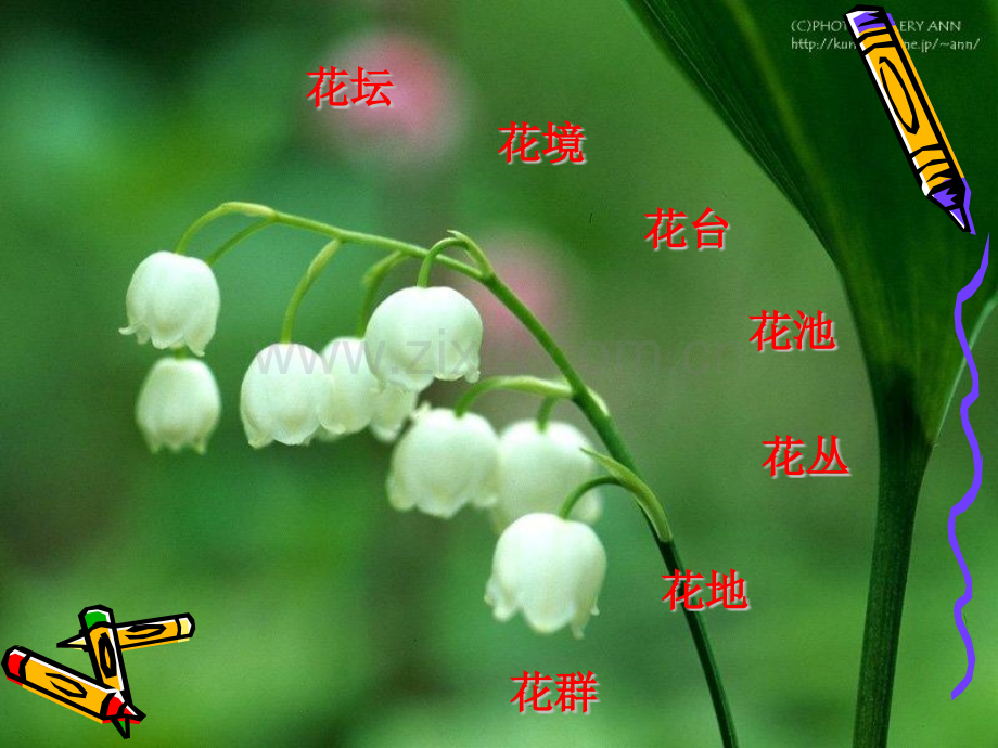 第四节花卉的种植设计.pptx_第2页
