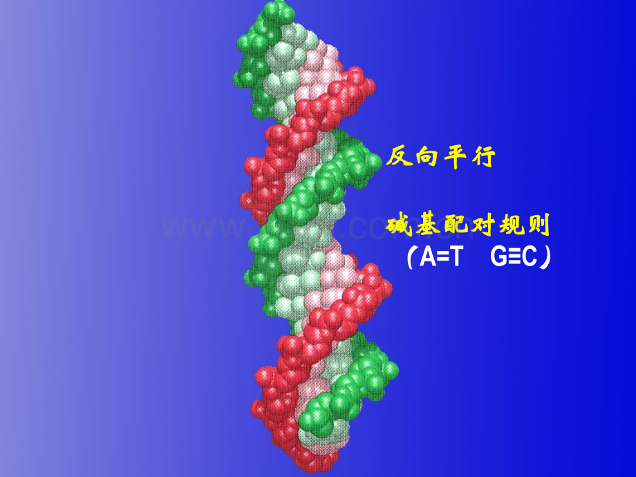 DNA的复制精美PPT课件.ppt_第1页