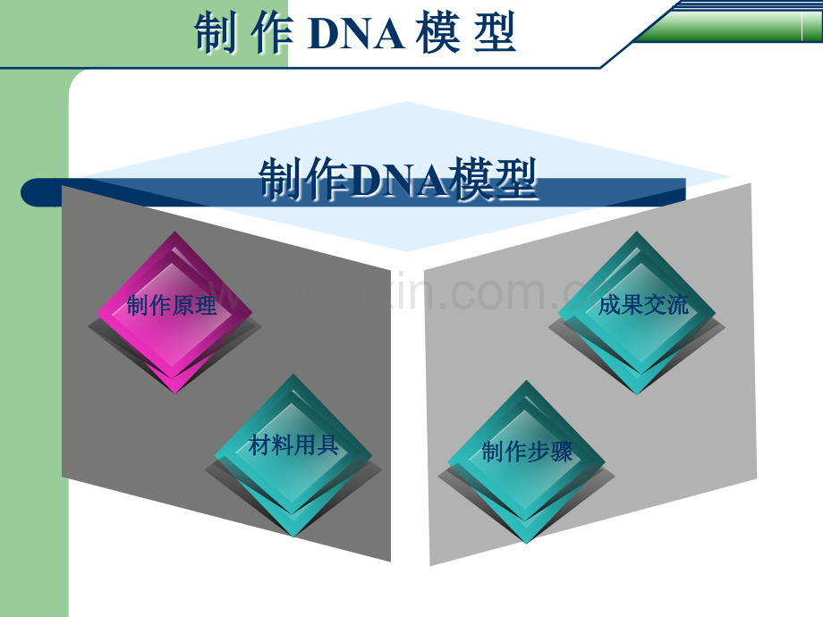 制作DNA模型.ppt_第2页