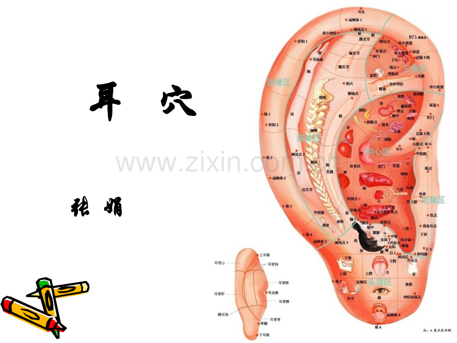 耳穴疗法讲课课件.ppt_第1页