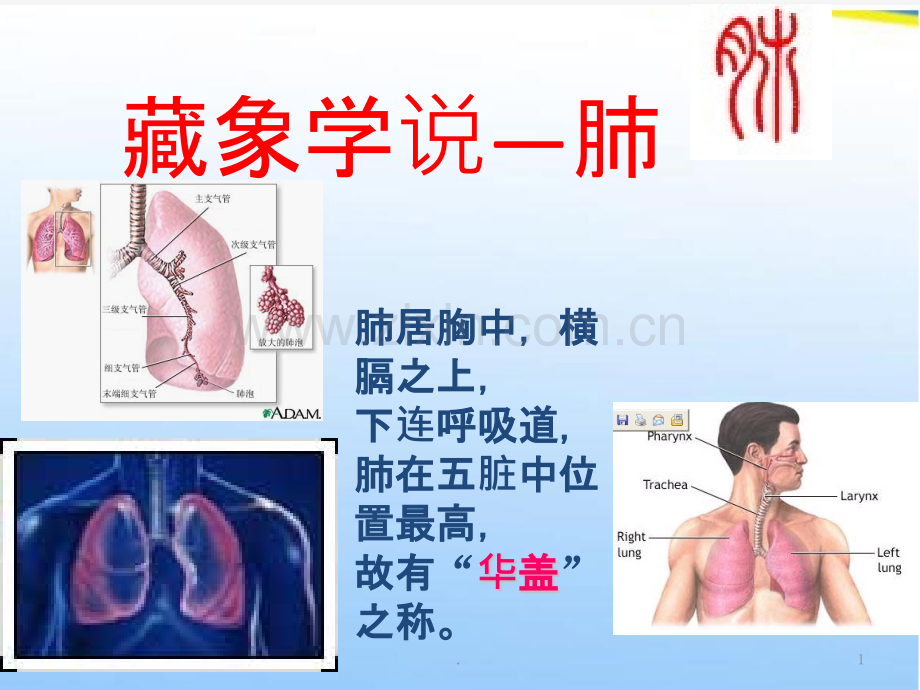 中医药学概论藏象学说肺与大肠.pptx_第1页