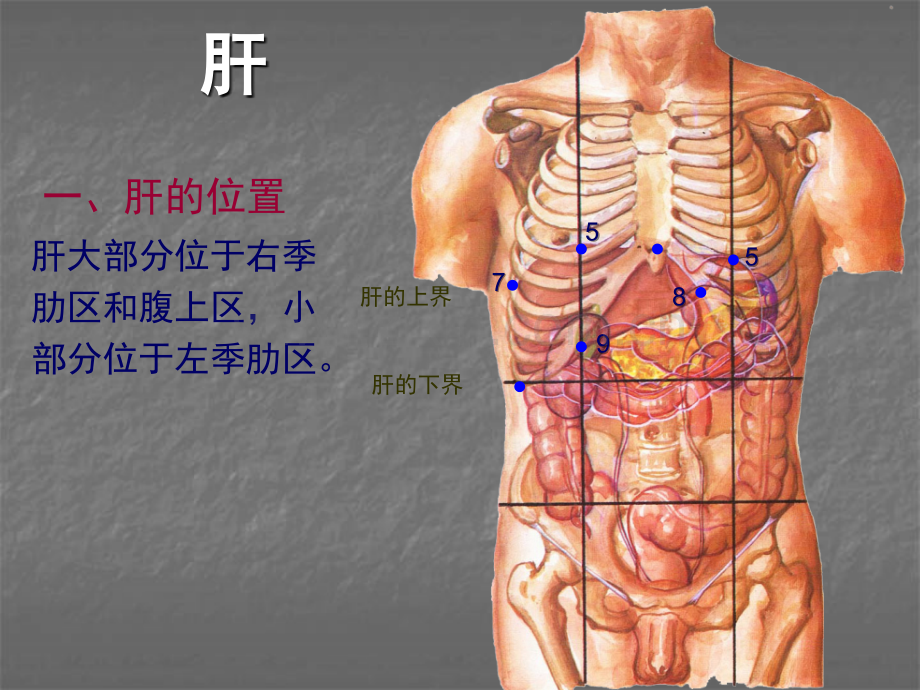 肝血管解剖ppt课件.ppt_第2页