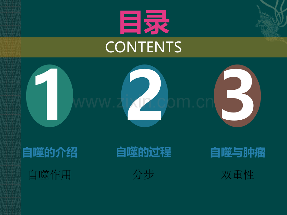 自噬与肿瘤.pptx_第2页