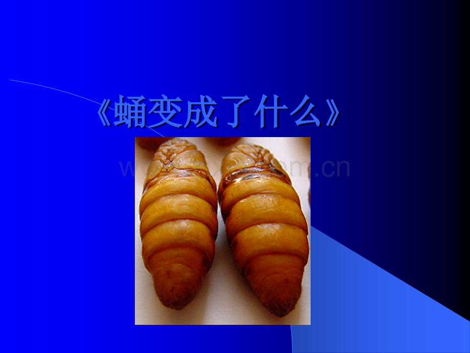 《蛹变成了什么》.ppt_第1页