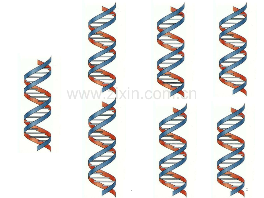 DNA复制PPT课件.pptx_第2页