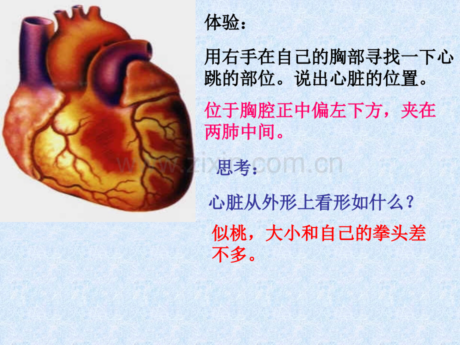 七年级生物心脏2.pptx_第2页