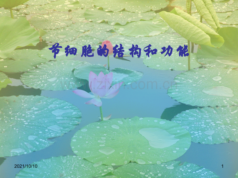 初一生物-细胞的结构和功能.ppt_第1页