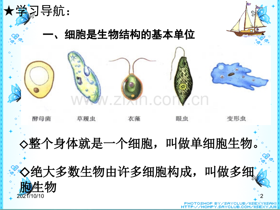 初一生物-细胞的结构和功能.ppt_第2页