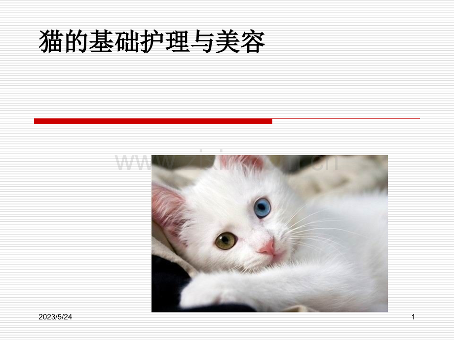 猫的基础护理与美容.ppt_第1页