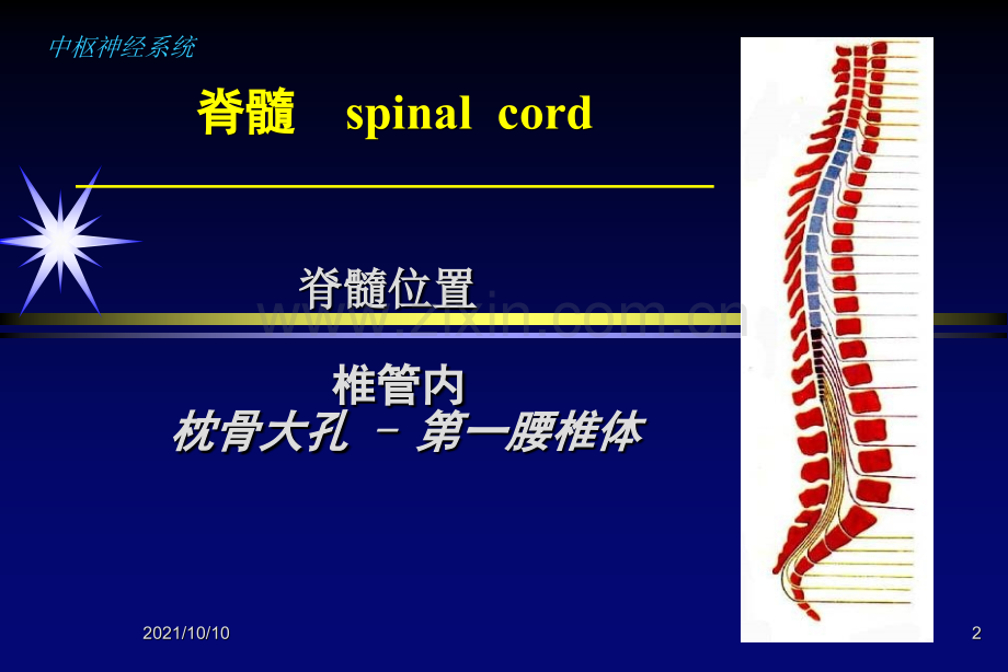 脊柱疾病的影像学诊断(3学时).ppt_第2页