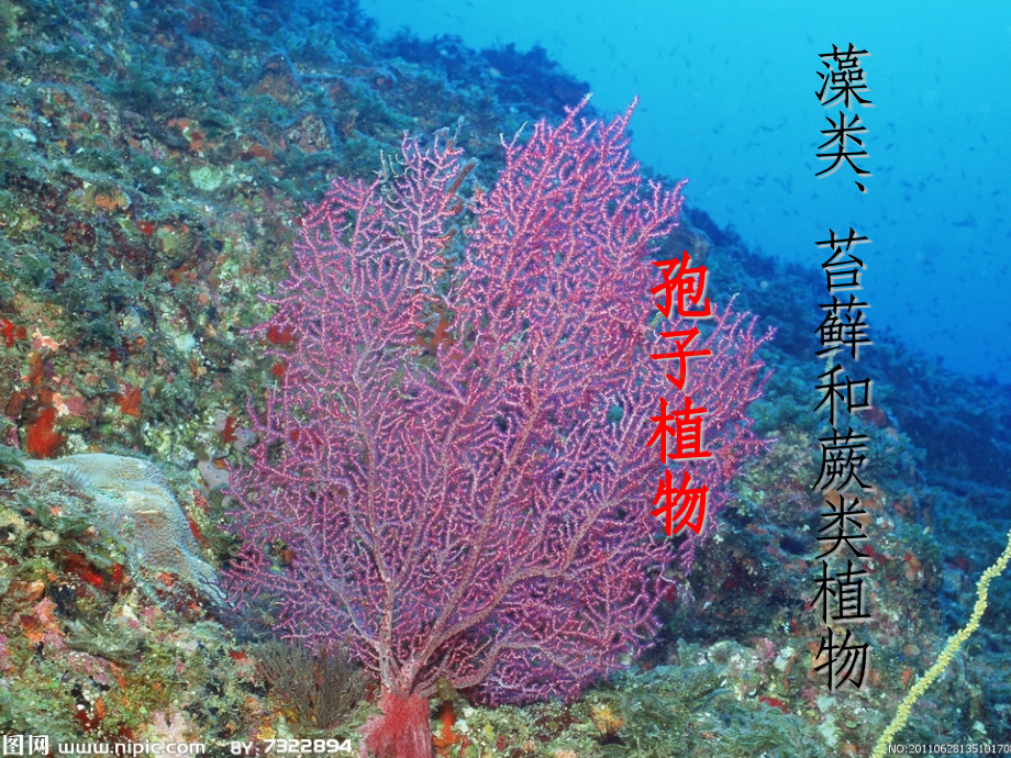 藻类苔藓和蕨类植物2.pptx_第1页